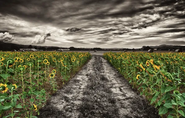 Picture field, sunflowers, nature