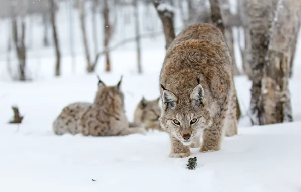Look, snow, trees, trees, eyes, snowing, snow lynx, Snow lynx