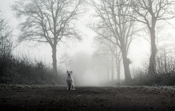 Road, fog, dog