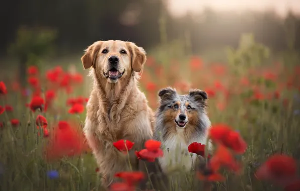 Field, language, dogs, summer, flowers, Maki, dog, a couple