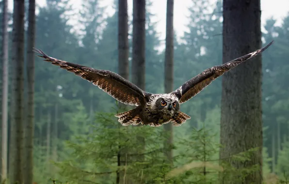Forest, owl, bird, flies, owl, feathered