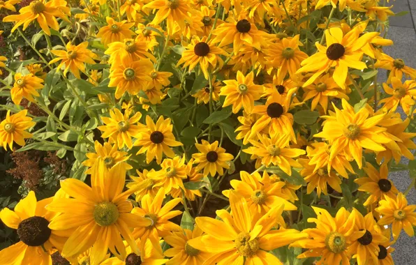 Flowers, Nature, Flower, Plant, Flora