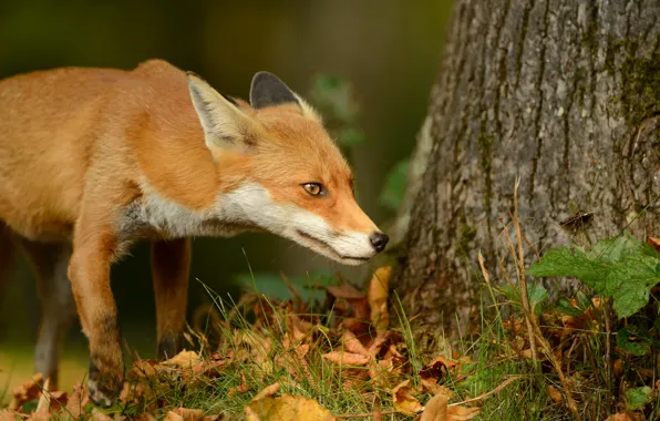 Picture grass, leaves, nature, tree, animal, Fox, trunk, Fox