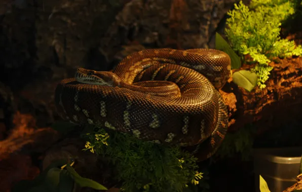 Leaves, the dark background, snake, log, bushes, serpentarium