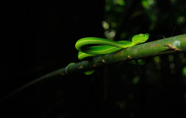 Picture forest, branches, snake, wildlife