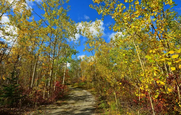 Road, autumn, forest, the sky, clouds, trees