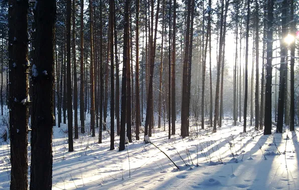 Winter, forest, snow, the snow, the rays of the sun
