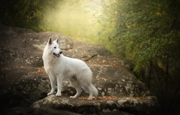 Picture autumn, stone, dog, The white Swiss shepherd dog