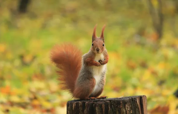 Autumn, foliage, stump, protein, red, stand, bokeh