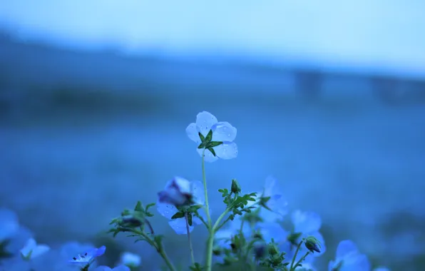 Picture drops, macro, flowers, nature, glade, color, plants, blue