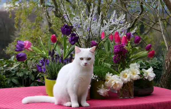Cat, white, purple, cat, look, flowers, branches, nature