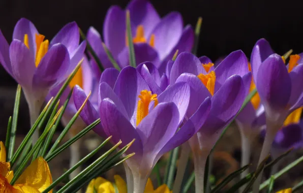 Macro, spring, crocuses, saffron