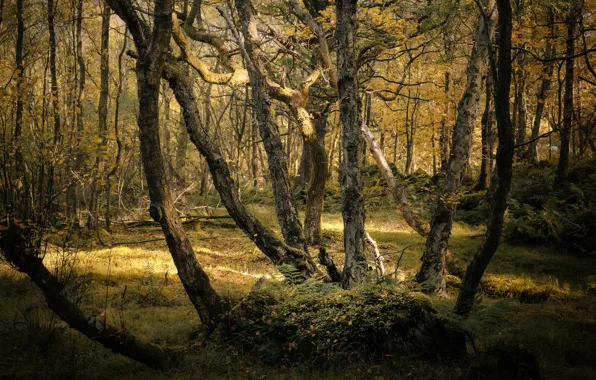 Picture autumn, forest, light, trees, branches, trunk, curves