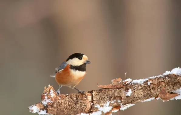 Picture leaves, snow, bird, branch