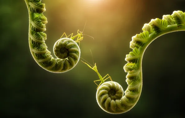 Macro, light, background, plant, mantis