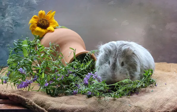 Picture sunflower, Guinea pig, pitcher