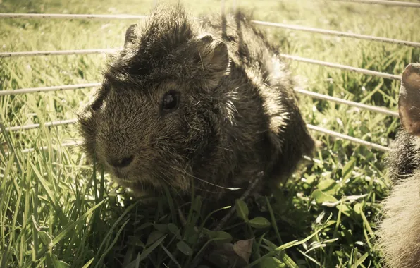 Grass, Guinea pig, brown