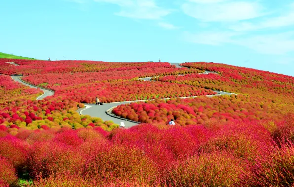 Field, flowers, hills, Japan, the bushes, National seaside Park Hitachi, Hitachinaka, Ibaraki Prefecture