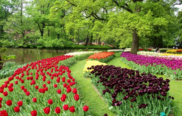 Picture greens, trees, flowers, pond, Park, tulips, Netherlands, colorful