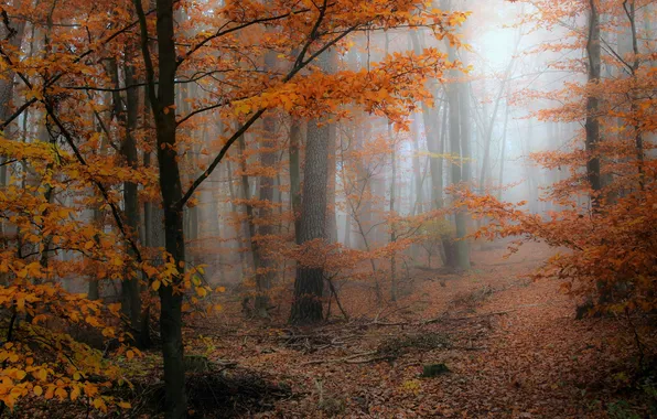 Autumn, forest, trees, branches, fog, Park, trunks, foliage