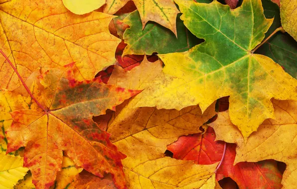 Autumn, leaves, background, colorful, maple, background, autumn, leaves