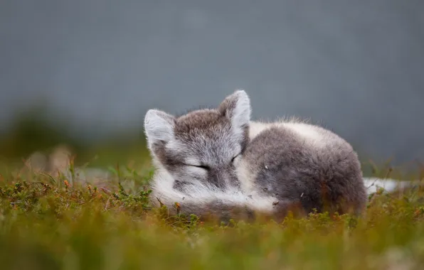 Picture nature, pose, grey, background, glade, moss, sleep, sleeping