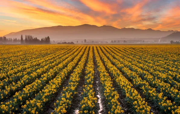 Clouds, sunset, flowers, mountains, fog, spring, dal, yellow