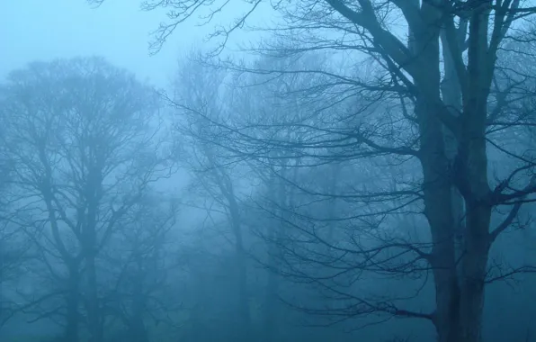 Picture forest, the sky, trees, nature, fog, twilight