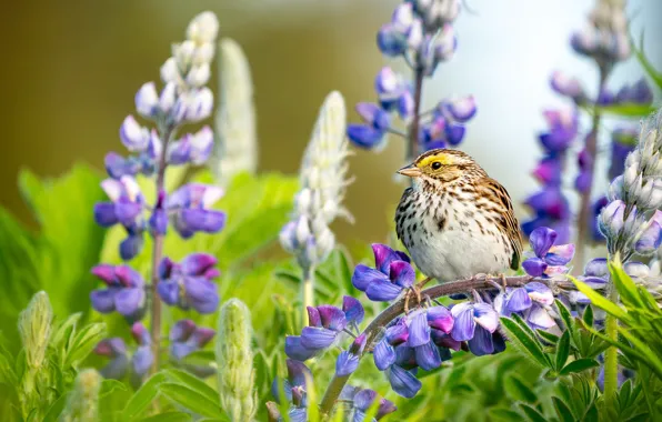 Picture summer, look, flowers, background, bird, bird, lupins, the savanna sparrow