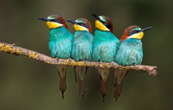 Picture birds, branch, Golden bee-eater, bee-eaters, schurka