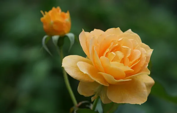 Background, rose, petals, Bud, yellow