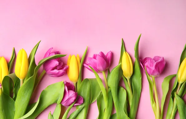 Picture flowers, colorful, tulips, yellow, flowers, tulips, spring, purple