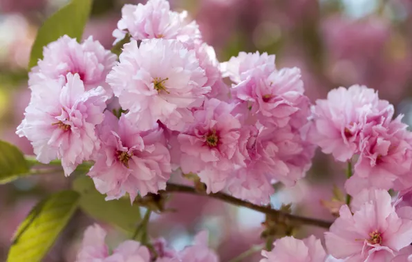 Macro, flowers, branch, spring, Sakura, pink, flowering, flowering tree