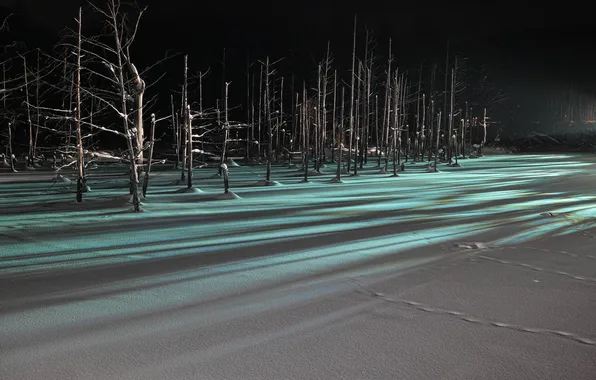 Picture winter, forest, light, snow, trees, night, shadow