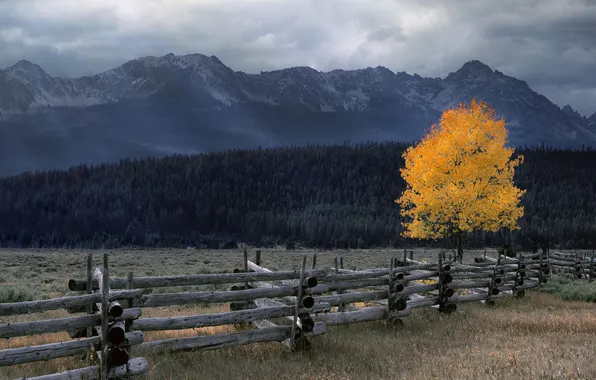 Autumn, forest, landscape, mountains, clouds, nature, tree, overcast