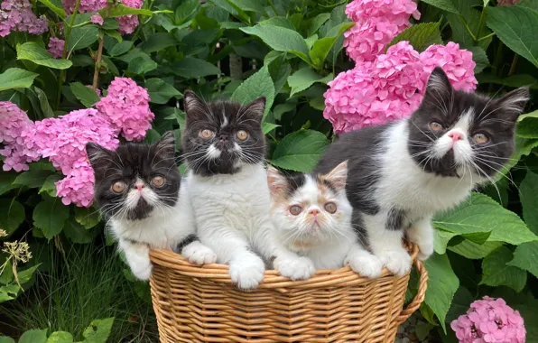 Flowers, basket, kittens, Quartet, hydrangea, koteyki, Exotic Shorthair, Exotics