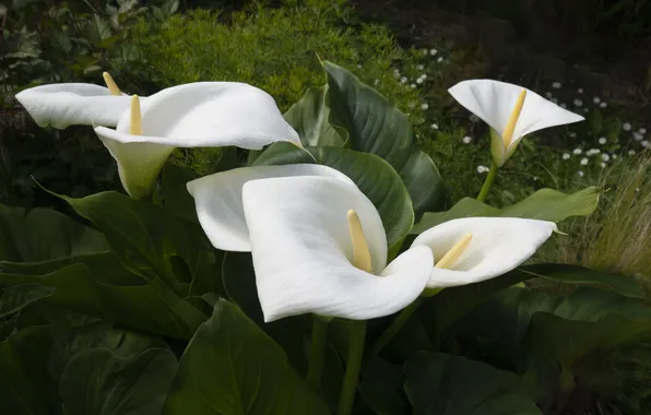 Leaves, flowers, nature, the dark background, garden, white, Calla, Calla lilies