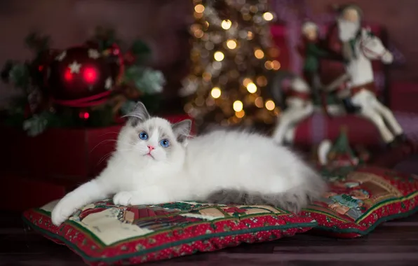 Cat, lights, kitty, room, toys, new year, Christmas, pillow