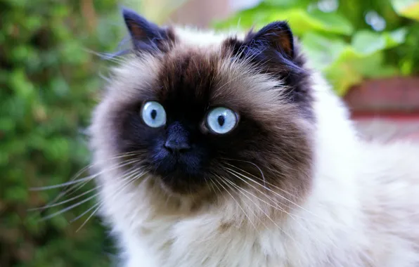 Cat, face, blue eyes