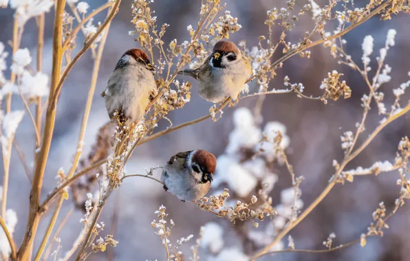 Grass, snow, birds, trio, sparrows, Marina Mochalova
