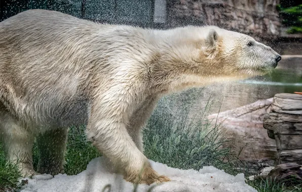 White, bear, polar