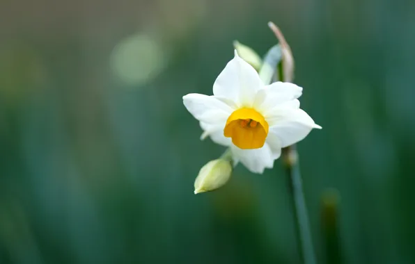 White, flower, leaves, macro, nature, green, plants, spring