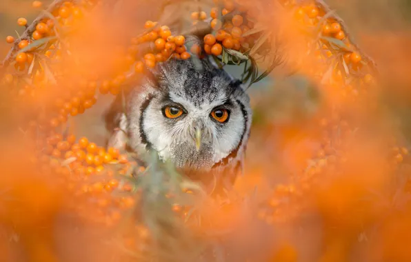 Picture eyes, branches, berries, owl, bird, portrait, blur, orange background