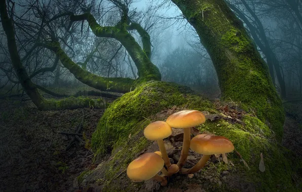 Autumn, forest, trees, branches, nature, fog, mushrooms, moss