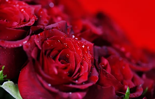 Picture drops, roses, bouquet, red, a lot