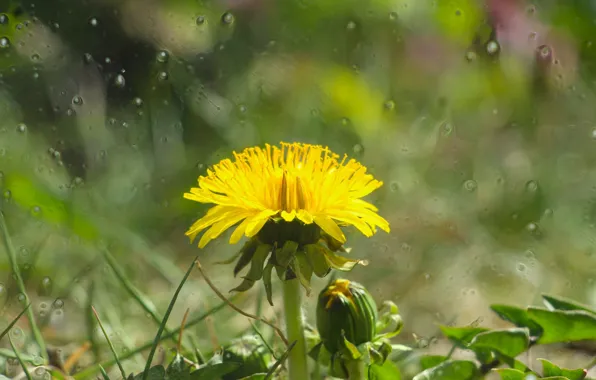 Flower, glass, drops, yellow, dandelion