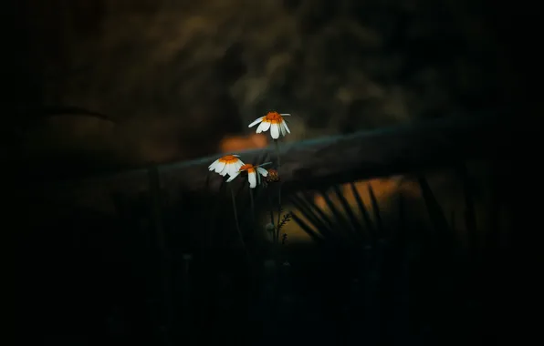 Grass, flowers, nature, the dark background, chamomile, log, white