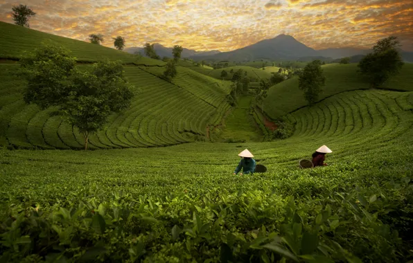 Nature, girls, the situation, Asia, Asian girls, tea plantations, workers