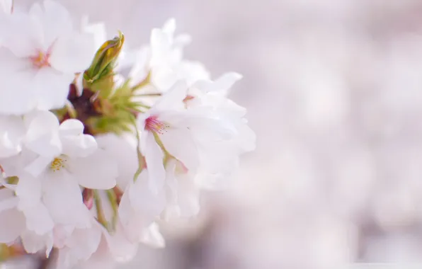 White, macro, flowers, nature, cherry, tenderness, spring, petals