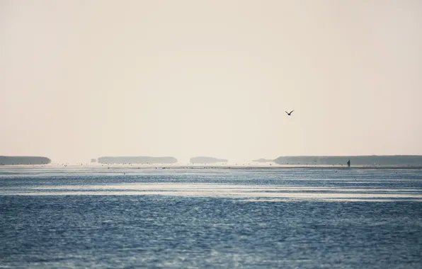 Sea, the sky, water, light, landscape, birds, nature, light